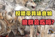从比甲金靴到英超保级挣扎：阿罗科达雷的赛季缩影与狼队的黄昏