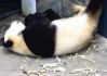 俄超乌法vs安致马哈奇卡拉 昔日俄超劲旅能否在杯赛找回荣光？