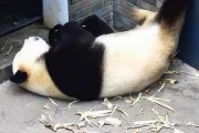 俄超乌法vs安致马哈奇卡拉 昔日俄超劲旅能否在杯赛找回荣光？