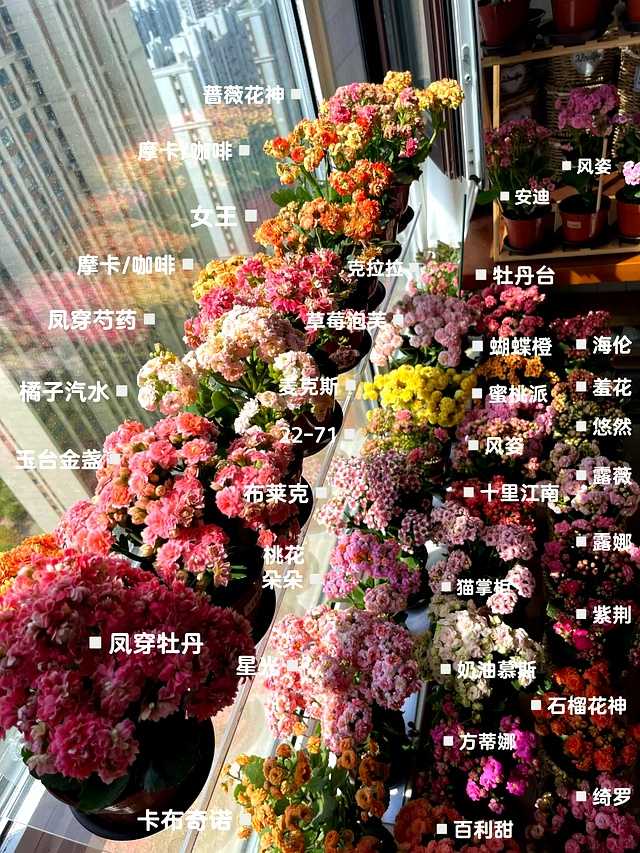 养花八年终醒悟,只养长寿花一盆,花开不断人更精神 王阿姨正在给阳台上的长寿花浇水,阳光透过窗户洒在厚实的叶片上,水珠晶莹剔透