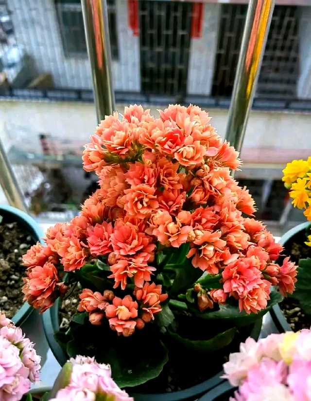 养花八年终醒悟,只养长寿花一盆,花开不断人更精神 一盆盛开的‘非洲红宝石’长寿花,颜色正红如火,花球饱满,在绿叶衬托下格外夺目