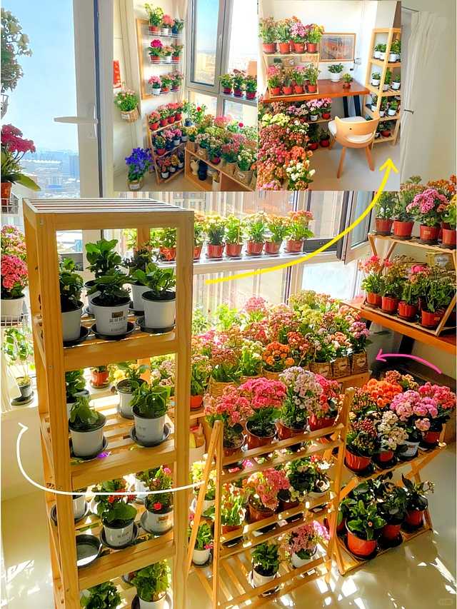 养花八年终醒悟:一盆长寿花,好养爱开花,旺人更旺家 阳光洒满的南向窗台,一排长寿花盆栽摆放得整整齐齐,叶片肥厚油亮,花苞密密麻麻挂满枝头,正贪婪地进行着光合作用。