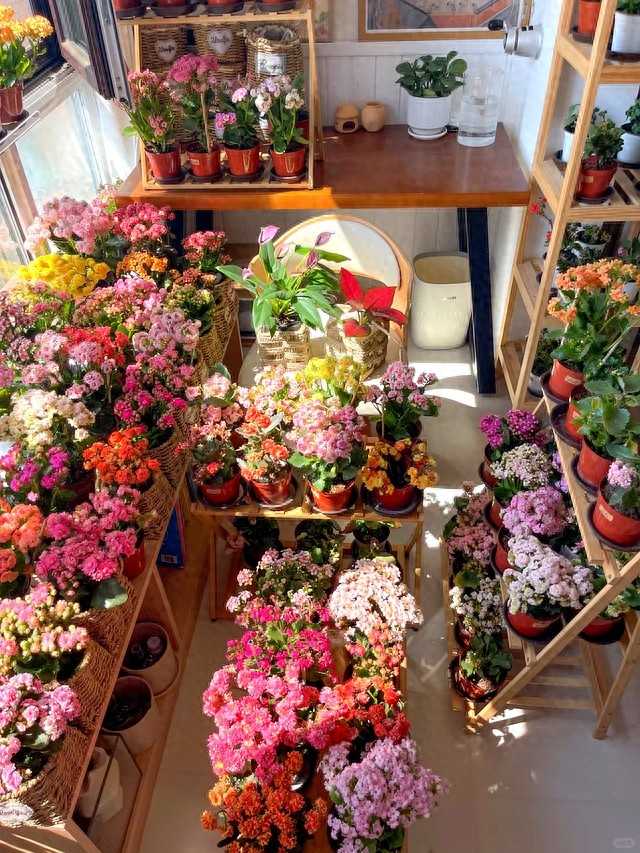 养花八年终醒悟:一盆长寿花,好养爱开花,旺人更旺家 冬日暖阳下,阳台上一盆盆长寿花簇拥盛开,像一个个饱满的大花球,叶片油亮厚实,满眼都是生机勃勃的喜庆景象。