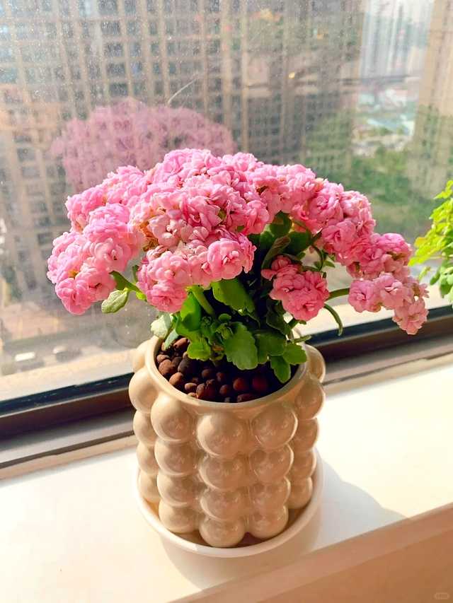 养花八年终醒悟:一盆长寿花,好养爱开花,旺人更旺家 楼道里摆满了盛放的长寿花,红的粉的橙的连成一片,邻居路过时忍不住驻足欣赏,整个楼道都因为这满眼的花色而显得格外温馨明亮。