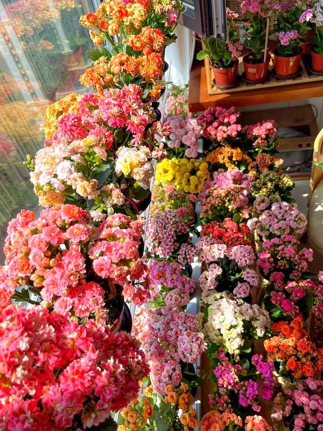 养花八年终醒悟:一盆长寿花,好养爱开花,旺人更旺家 特写镜头下,一株名为“金狐狸”的长寿花,花瓣边缘镶嵌着金黄色,内芯火红,层层叠叠,在阳光下熠熠生辉,华丽又独特。