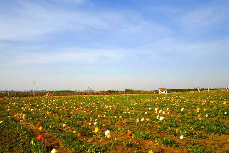 盛放的虞美人犹如一只只栖息在枝头的红色蝴蝶，花瓣薄如蝉翼，在阳光下闪烁着丝绸般的光泽。