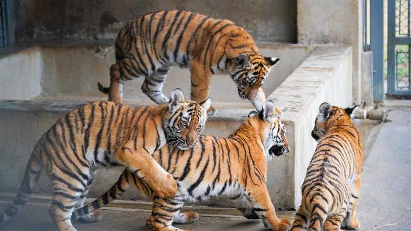 老虎大学5-1主场狂胜拉古纳