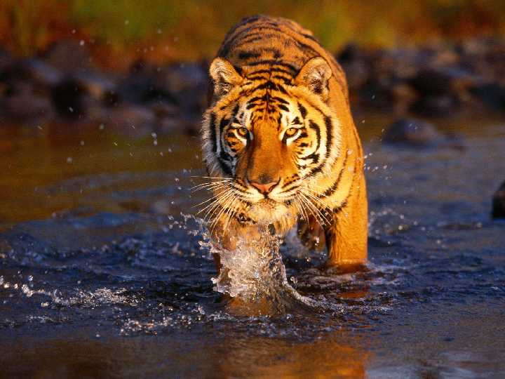 老虎大学5-1主场狂胜拉古纳