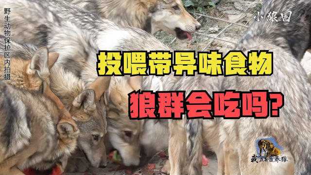 从比甲金靴到英超保级挣扎：阿罗科达雷的赛季缩影与狼队的黄昏