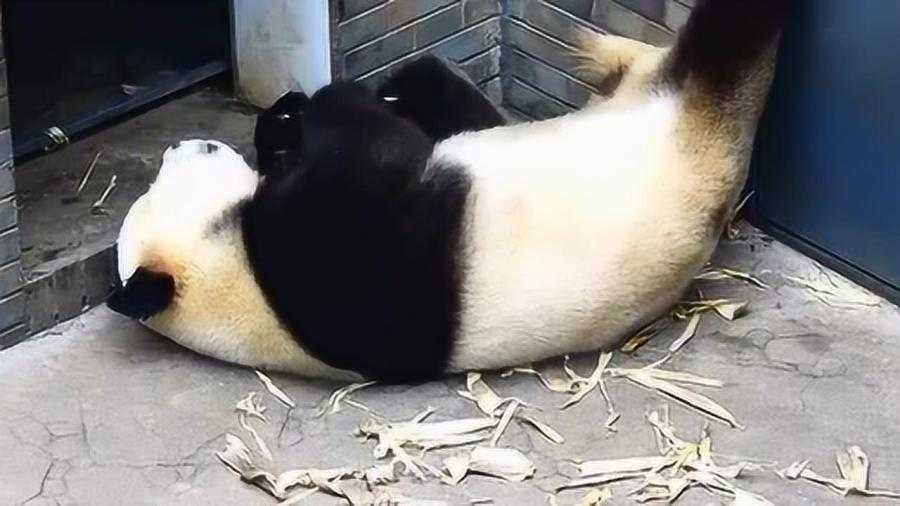 俄超乌法vs安致马哈奇卡拉 昔日俄超劲旅能否在杯赛找回荣光？
