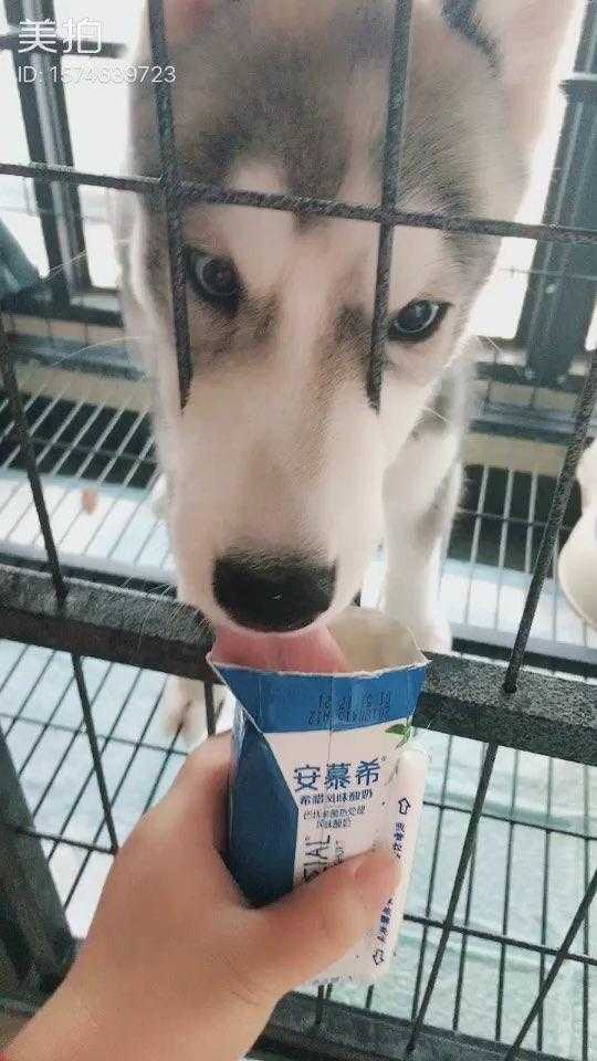 俄超乌法vs安致马哈奇卡拉 昔日俄超劲旅能否在杯赛找回荣光？